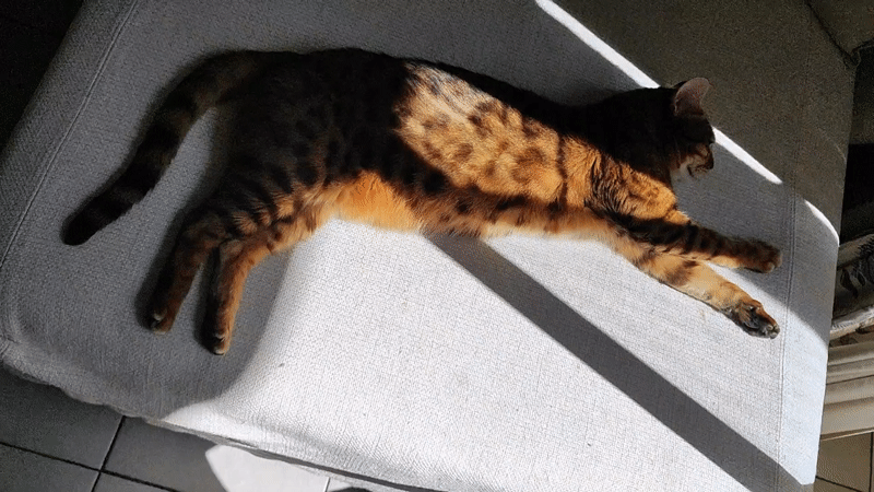 Cat enjoys sunny afternoon nap in Sanremo