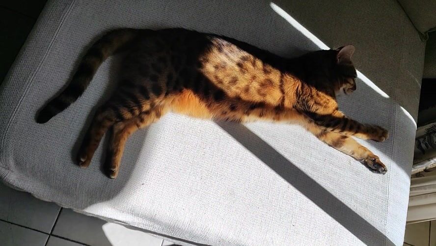 Cat enjoys sunny afternoon nap in Sanremo