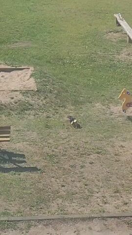 A short video shows a bird on a grassy field with patches of dirt. There is a sandbox and part of a wooden bench in the background, along with a yellow rocking toy horse. The bird appears to be foraging in the grass.