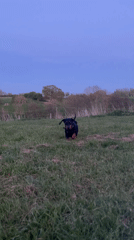 Black dachshund plays in spring fields near Maidstone