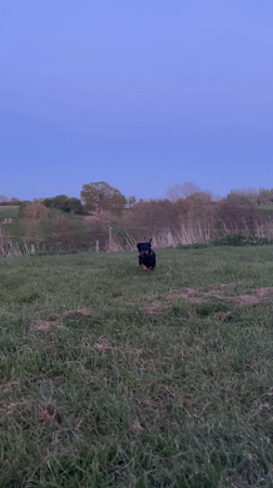Black dachshund plays in spring fields near Maidstone