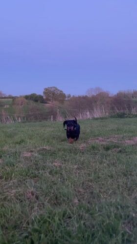 Black dachshund plays in spring fields near Maidstone