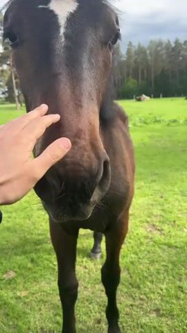 A person is standing on a green field and petting a dark brown horse with a white stripe on its head. The horse is calm and still, allowing the person to touch its face and head. The background consists of grass, trees, and a cloudy sky. The person is wearing a black jacket and a watch.