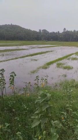 The video shows a view from a vehicle traveling down a road. On the left of the road, there are flooded fields with some green grass growing. On the right, there are more green fields and a line of palm trees in the distance. The sky is overcast and cloudy. There are no people or other objects clearly visible in the video besides the natural landscape and the road. The video is likely filmed in a rural or agricultural area.