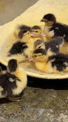 Morning life captured: ducklings and residents in Pokhara