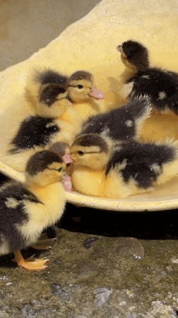 Morning life captured: ducklings and residents in Pokhara