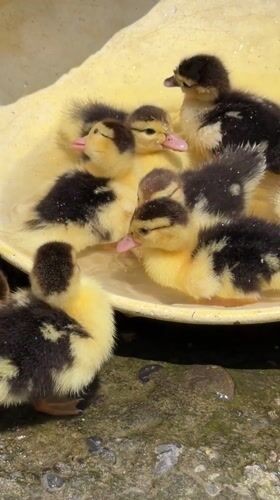 Morning life captured: ducklings and residents in Pokhara
