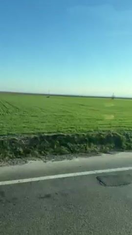 The video depicts a view from inside a moving vehicle, likely a car, traveling alongside a rural road. The primary visual element is a vibrant green field stretching to the horizon under a clear, bright blue sky. Occasionally, utility poles are seen in the distance. A strip of roadside vegetation and the edge of the asphalt road are also visible. There are bare trees visible, suggesting a non-summer season. The video is shot from a low angle, emphasizing the expanse of the field and the clear sky above.