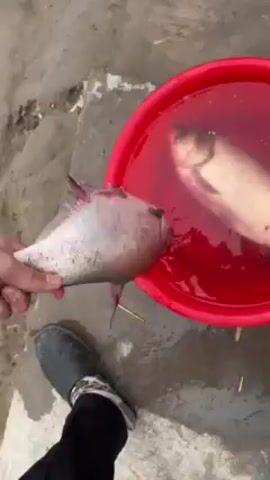 A person wearing black pants and black boots is standing outside, holding a red plastic bucket with water and two fish in it. They reach into the bucket, touch the fish, and then splash water into the air before putting their hand back in. The ground is concrete and wet.