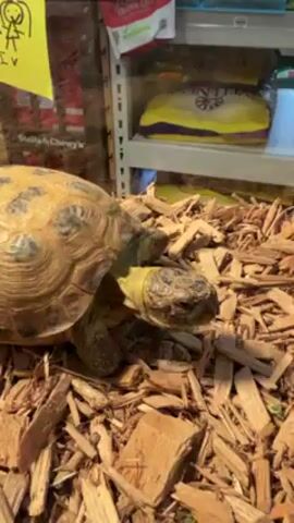 The video shows a tan tortoise in its enclosure. The enclosure appears to be at a pet store, based on the shelving of pet food visible in the background. The tortoise sits on a bed of wood chips. It shifts slightly throughout the video.