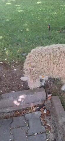 A close-up, medium shot of a shaggy, light-colored sheep with short, curved horns grazes on grass near a gray concrete curb. The sheep's head is lowered as it eats. Some white and orange tags are visible on its ears. The ground is a mix of grass and dirt with scattered debris, including cigarette butts and fallen leaves. In the background, a sprinkler head is visible on a thin black pole. The lighting suggests it is daytime.