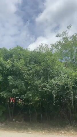 The video shows a view from a moving vehicle, looking out at a forested mountainside under a cloudy sky. The camera pans from left to right, revealing a winding road and a parked white car on the right side of the frame. Lush green trees and vegetation cover the lower slopes of the mountain, which appears to be rocky in places. Some utility poles are visible near the top of the mountain.