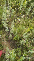 Summer morning in Chaikovsky: wildflowers, fresh raspberries, casual selfies.