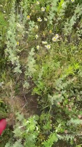Summer morning in Chaikovsky: wildflowers, fresh raspberries, casual selfies.