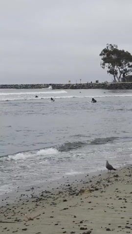 The video shows a cloudy day at the beach with a few surfers in the water. There is a seagull on the sand in the foreground. The water is gray and choppy, and there are waves breaking. In the background, there is a rock jetty and a tree on the shore. There are also some people walking on the beach in the distance. The overall mood of the video is peaceful and serene.