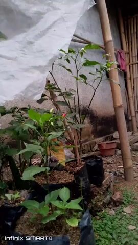 A man is tending to plants. He is wearing a blue shirt and shorts. He is kneeling down and looking at the plants. He is touching the plants with his hands. The plants are in black bags and pots. There is a white tarp in the background and bamboo poles. The ground is covered with dirt and grass.