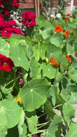 This video shows a close-up, eye-level view of nasturtiums growing along a concrete path next to a brick building. The nasturtiums have large, round, green leaves and bright orange flowers. In the background, there are red roses and other flowers, as well as the side of a brick building. The lighting suggests it is daytime and sunny.