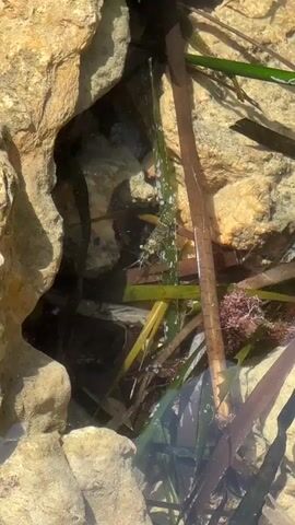 A small, aquatic creature is visible within a shallow pool of water nestled among rocks and seaweed. The creature appears to be light in color and has legs. Sunlight filters through the water, illuminating the scene.