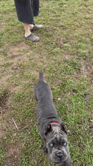 Morning dog activities captured across residential yard settings