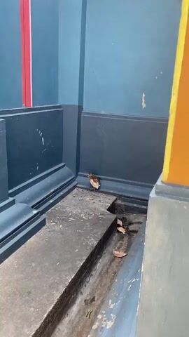 A small bird with brown and white plumage stands on a concrete surface near a dark blue wall. The bird is facing to the left, with its beak pointed down. The wall has a decorative molding along its base. The concrete surface is uneven and appears to be a drainage channel with some fallen leaves. The lighting suggests it is daytime.