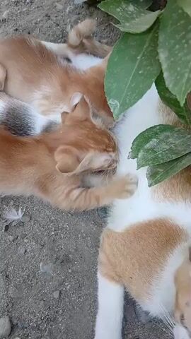 Two ginger kittens are nursing from a white and ginger cat lying on the ground. The kittens are small and appear to be very young. They are nestled against the cat's belly, their faces buried in her fur. The cat is lying on her side, with her legs extended. The ground is covered in dirt and small pebbles. There are some green leaves in the upper right corner of the frame, partially obscuring the cat and kittens. The lighting is natural, suggesting it is daytime.
