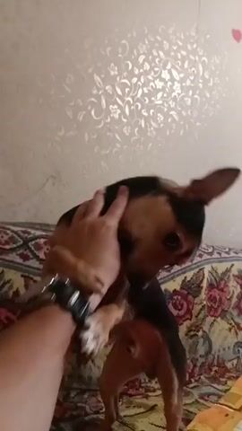 A person's hand pets a small dog on a couch. The dog is black and tan with a blue collar and a white tag. The couch has a floral pattern. The wall behind the couch has a textured wallpaper with a floral pattern. The video is shaky and the dog is moving around.