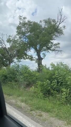 The video shows a view from a vehicle moving along a dirt road. Lush green vegetation, including trees and bushes, lines the side of the road. The sky is cloudy, with patches of blue visible. The camera appears to be mounted inside the car, capturing the scenery passing by. The road is unpaved and appears to be somewhat rough.