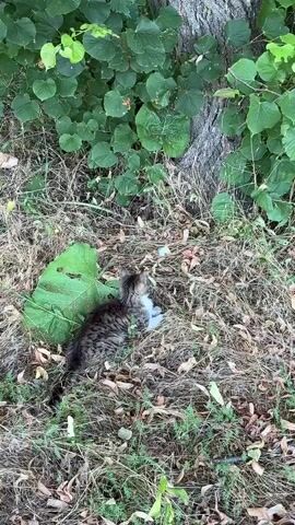 A tabby kitten with white fur on its chest is lying in dry grass next to a large green leaf. The kitten is looking to the right of the frame. Behind the kitten and to the right is the trunk of a tree, and behind that are green leaves. The ground is covered in dry grass and leaves. The lighting is natural, suggesting it is daytime outdoors.