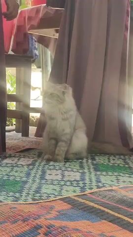 The video shows a gray fluffy cat sitting on a patterned mat in an outdoor setting. Two people dressed in purple gowns stand on either side of the cat, obscuring part of the view. Sunlight filters through the scene, casting rays on the cat and the mat. A small wooden table with a red object on top is visible in the background. The cat remains seated, looking off to the side.