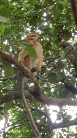 The video shows a monkey standing on a tree branch, stretching upwards to reach leaves. The monkey is light brown in color with a white chest and belly, and a long tail. It reaches with both hands, grasping at the green leaves above. The tree has many branches and leaves, creating a dense canopy. The sky is visible through gaps in the foliage.