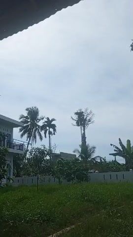 The video shows a rural scene with a building, trees, and a green field. The video starts with a view of a two-story building, palm trees, and other trees behind a white fence and a field of tall green grass. The camera then pans to the left, focusing on a large tree with dense green foliage. The sky is overcast, with some patches of blue visible. The perspective is from under the edge of a roof, and water droplets can be seen falling from the roof.