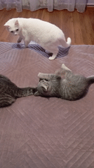 Three cats play on bed in Baksan, Russia