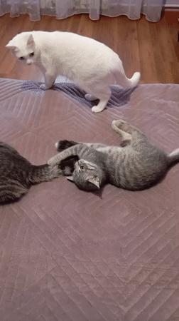Three cats play on bed in Baksan, Russia