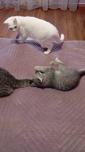 Three cats play on bed in Baksan, Russia