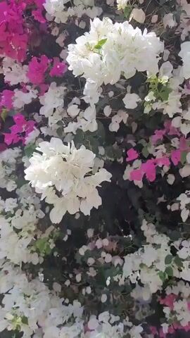 The video shows a close-up view of a dense bush with numerous flowers. The flowers are predominantly white and pink, with some clusters of pink blooms interspersed with white ones. The foliage is dark green. The camera appears to be stationary or moving very slowly, focusing on the floral display. Sunlight is visible, highlighting the textures and colors of the petals. The overall impression is of a vibrant and lush plant.