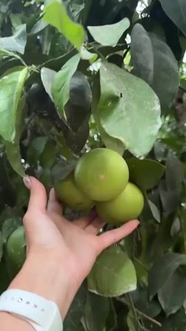 A hand reaches into a tree filled with green fruit, possibly limes or small oranges. The fruit are clustered together on branches with lush green leaves. The hand is lightly touching the fruit, with a few in its grasp. The video appears to be taken from a low angle, looking up into the tree.