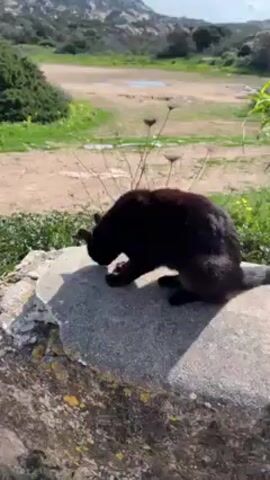 The video shows a black cat lying on a gray, flat, possibly concrete surface. The cat stretches and then stands up. A person carrying a bouquet of white flowers walks behind the cat. The environment appears to be outdoors with green vegetation, a dirt path, and mountains in the background. The weather looks sunny.