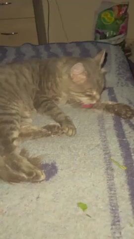 A grey tabby cat lies on a blue blanket. The cat is grooming its paw with its tongue. The cat has green eyes and is wearing a yellow collar. In the background, there is a dresser and a bag of soil. There are also some green leaves on the blanket. The lighting in the room is dim.