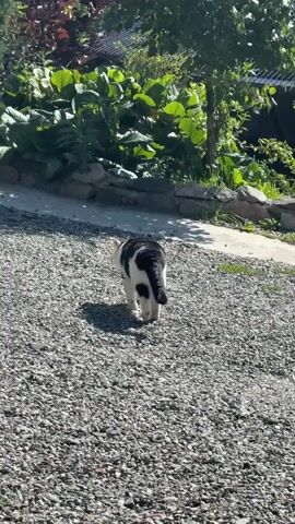 A black and white cat stands on a gravel surface, looking over its left shoulder towards the camera. The cat's body is partially obscured by its turned head. In the background, there is lush green foliage and a stone wall. The lighting suggests it is daytime.