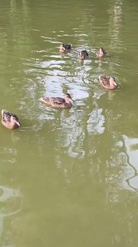 A flock of seven ducks swims in a murky green body of water. The ducks are mostly brown and white, with some darker feathers. They are spread out across the water, with some closer to the camera and others further away. The water is calm, with small ripples on the surface. There are some reflections of trees or foliage on the water's surface. The overall impression is peaceful and natural.