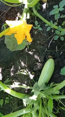 A close-up, overhead shot focuses on a young, pale green zucchini growing on a plant in dark soil. To the left of the zucchini, a large, vibrant yellow zucchini flower is visible. The plant's green leaves and vines are also present, with some small green weeds scattered in the background. Sunlight casts shadows across the scene.