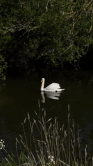 White swan spotted in Tinwell pond amid wooded countryside