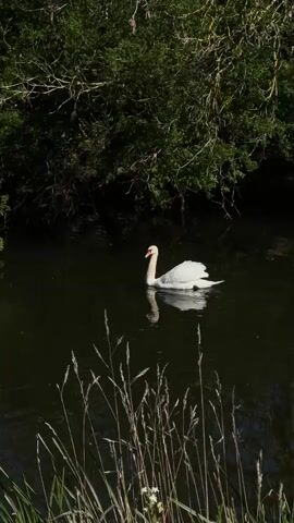 A white swan swims on a dark-colored pond, with its reflection visible in the water.  Tall grass grows along the edge of the pond.  Overhanging trees provide a dark backdrop to the scene.