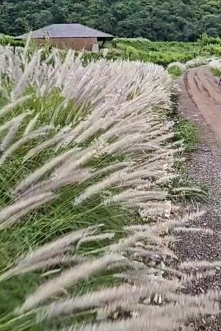 The video shows a rural landscape with a dirt road to the right. Tall, feathery white grass is blowing in the wind along the side of the road. In the background, there is a small building with a brown roof and a hill covered in green trees. The overall scene is serene and natural.