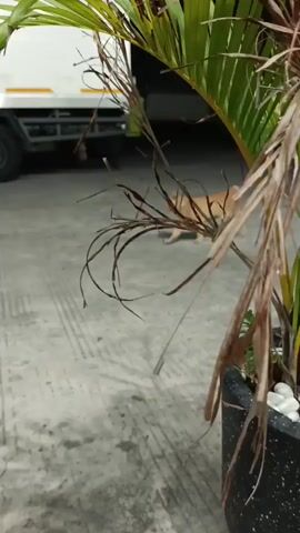 An orange cat walks across a concrete surface with faint parallel lines. In the background, a large white truck is parked. The cat is in the middle ground, and a potted plant with palm-like fronds and dried branches is in the foreground, partially obscuring the view. The lighting suggests it is dusk or night.