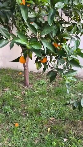 The camera slowly moves up a small, leafy orange tree with several ripe oranges hanging from its branches.  The tree is planted in a grassy area with some weeds, next to a plain, light-colored wall.  Several oranges have fallen to the ground.  The focus is on the tree and its fruit.