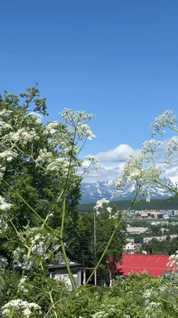 Trinity Cathedral and wildflowers on a clear Kamchatka summer day
