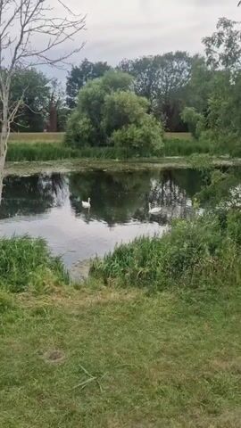 A still shot from a video shows a tranquil natural scene. Two white swans are present in a body of water, which appears to be a pond or a slow-moving river. The water is partially covered with green algae or aquatic plants. The banks of the water body are lined with lush green grass and reeds. In the background, several trees with dense green foliage are visible, suggesting a wooded area. The sky above is overcast with clouds. The overall atmosphere is peaceful and serene.