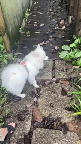 A white Pomeranian dog wearing a red and white harness walks along a path. The path is made of flat stones and wooden planks. Fallen leaves are scattered on the path. Green foliage lines the sides of the path. A person's foot in a black sandal is visible in the lower left corner. A white statue with black markings resembling a panda is partially obscured by green plants near a wooden post. The dog sniffs the ground and walks further down the path.
