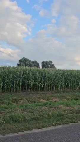 The video begins by showing a field of tall green corn stalks on the left side of the screen. A paved road runs along the bottom of the screen, bordered by a grassy area. As the video progresses, the camera pans to the right, revealing a curved paved road leading past a large, dark-leafed tree. Further along the road, the camera continues to pan, showing a wide expanse of green grass and a large, dark-colored tree with a thick trunk. A wooden post with some yellow and green foliage around it is visible in the foreground on the right. The video ends by showing a vast green field under a sky with scattered clouds.
